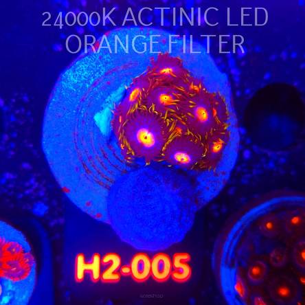 Zoanthus MIAMI BLOW POP (01.12.2025) 10P  H2-005