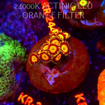 Zoanthus UTTER CHAOS (21.06.2026) KR-213  6P