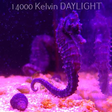 Hippocampus erectus TANK BRED  8-9 cm