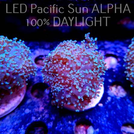 Euphyllia yaeyamaensis (26.10.2023)