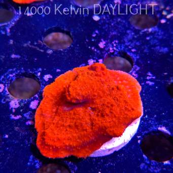 Montipora sp. RED East Australia (04.05.2025)  6cm