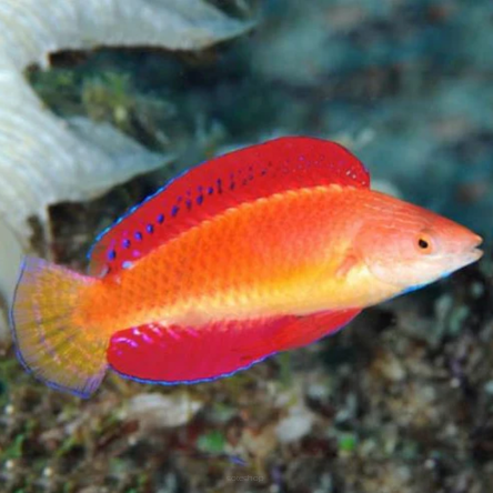 Cirrhilabrus rubripinnis 6-7 cm