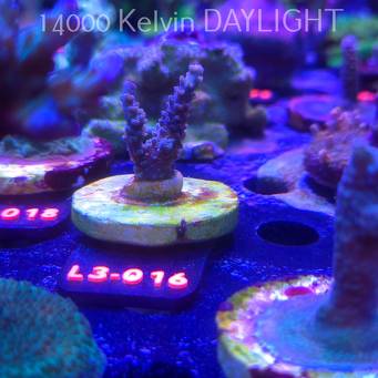 Acropora sp. AUSTRALIA (04.01.2026) L3-016  4cm