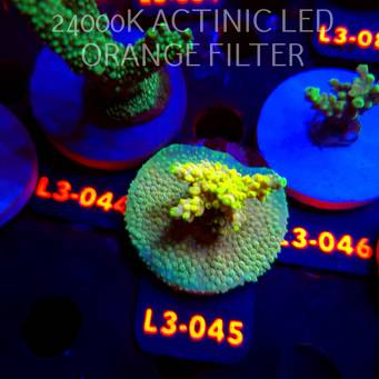 Acropora LATISTELLA SUPER YELLOW (10.09.2026) L3-045  5cm