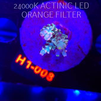 Acropora BIFARIA WD (04.02.2026) H1-008  5cm