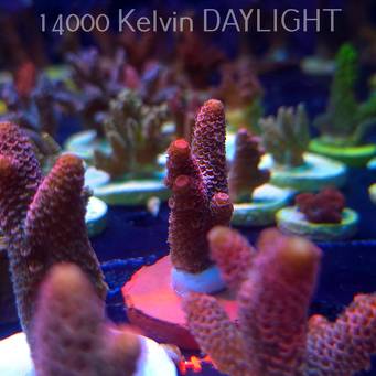 Acropora spathulata CORAL SEA ULTRA RED (16.10.2025) H1-073  5cm