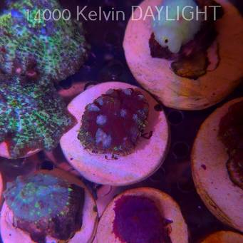 Rhodactis WWC OG Bounce Mushroom (05.03.2025)  3cm