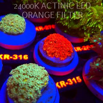 Goniopora RED (19.09.2026) KR-289