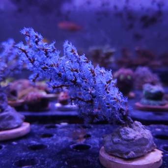  Acalycigorgia spp. BLUEBERRY SEA FAN (02.11.2025)  12cm