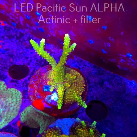 Acropora MILLEPORA SUNSET  (02.02.2025) L3-III-32  7cm