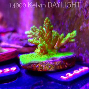Acropora aculeus ELECTRIC GREEN (10.09.2026) L3-040  7cm