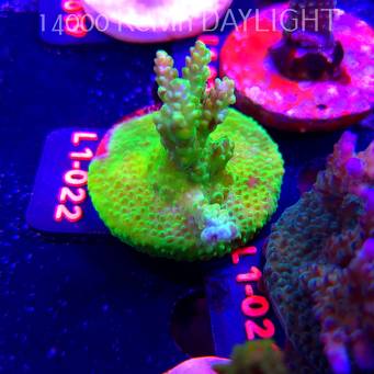 Acropora sp. PREMIUM AUSTRALIA  (03.08.2026) L1-022  6cm