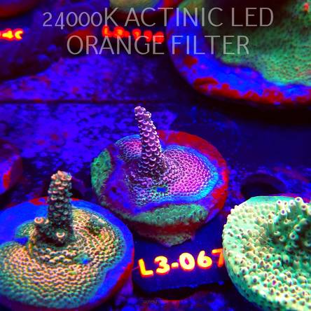 Acropora sp. PREMIUM AUSTRALIA (05.01.2026) L3-067  5cm