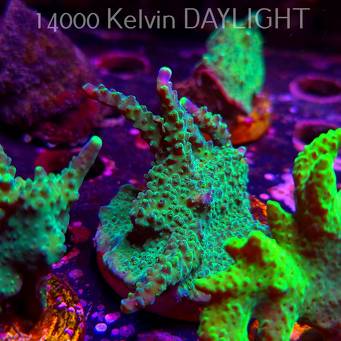 Acropora JMC PRINCESS (07.04.2025) MM6-II-6  7cm