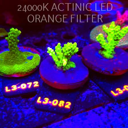 Acropora sp. PREMIUM AUSTRALIA (05.01.2026) L3-082  3cm