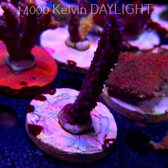 Acropora formosa BLUE JEANS (19.06.2025) L3-II-27  7cm