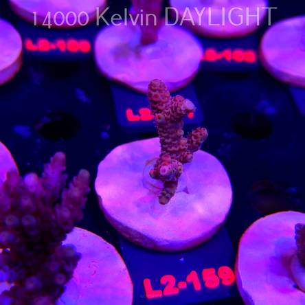 Acropora MILLEPORA ORANGE FUSION (14.08.2026) L2-159  4cm