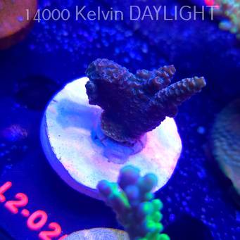 Acropora millepora BLUE (14.11.2025) L2-020  4cm