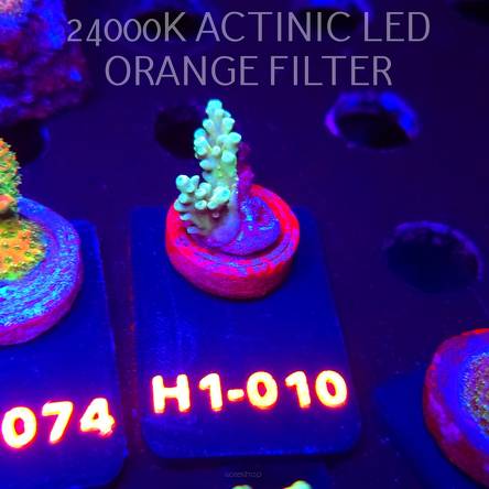 Acropora MILLEPORA JF SOLAR FLAME (04.10.2025)  3cm