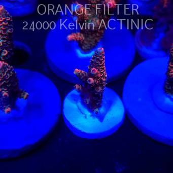 Acropora MILLEPORA JF SOLAR FLAME (04.10.2025)  3cm