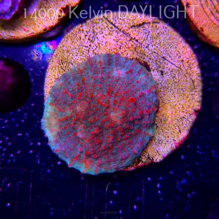 Echinophyllia Lava Rush Chalice (18.05.2025)  3cm