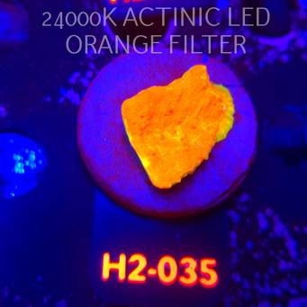 Echinophyllia GOLD Rush Chalice (02.12.2025) H2-035  4cm