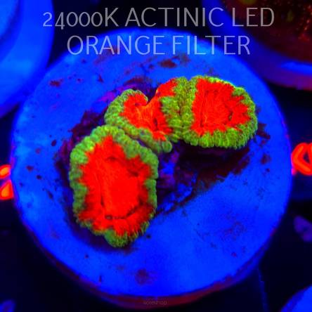 Acanthastrea lordhowensis PREMIUM ACAN (06.03.2026) KR-209  4cm