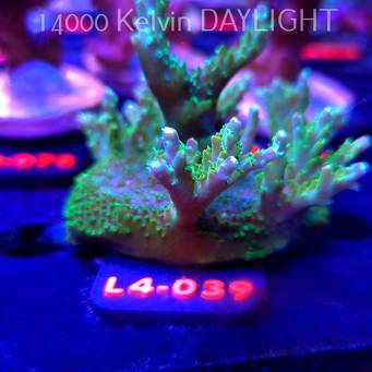 Acropora sp. PREMIUM AUSTRALIA (19.05.2026) L4-039  7cm