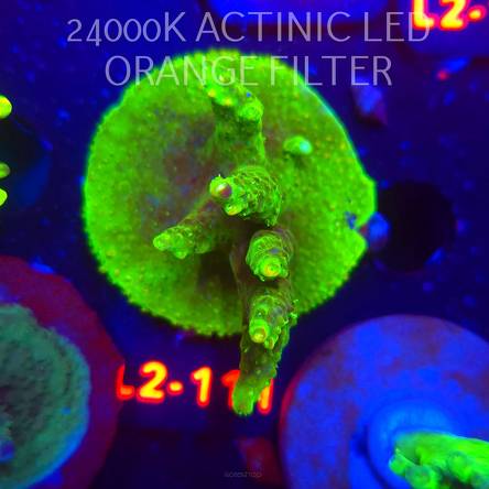 Acropora RR RAINBOW LOOM  (12.11.2025) L2-111  5cm