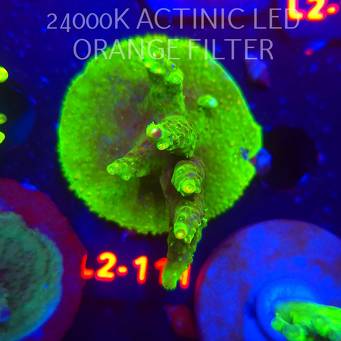 Acropora RR RAINBOW LOOM  (12.11.2025) L2-111  5cm