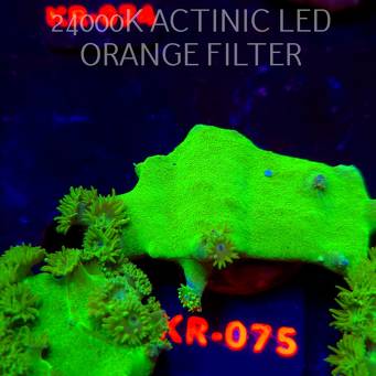 Turbinaria peltata TOXIC GREEN (07.12.2025) KR-075  6cm