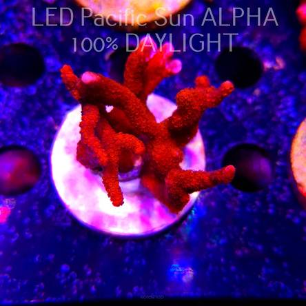 Montipora digitata RED (23.01.2025)  7cm