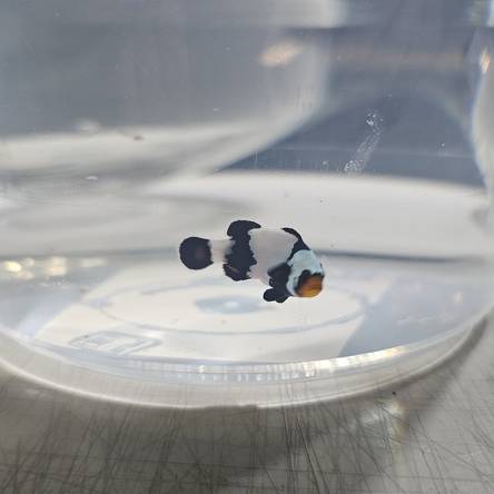 Amphiprion ocellaris BLACK PICASSO 4cm WYSIWYG TANK BRED