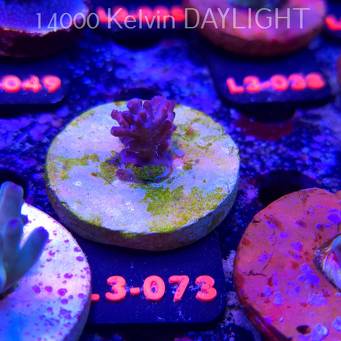 Acropora sp. AUSTRALIA (05.01.2026) L3-073  2cm