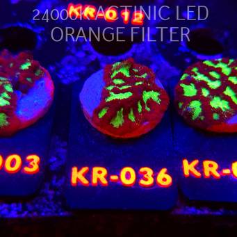 Goniastrea JASON FOX ACI FIRESTORM (10.10.2025) KR-036  3cm