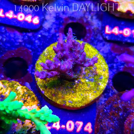 Acropora sp. PREMIUM AUSTRALIA  (07.01.2026) L4-074  4cm