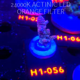 Acropora MILLEPORA RAINBOW (02.11.2025) H1-056  4cm