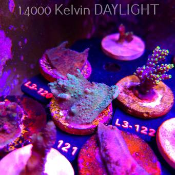 Acropora sp. PREMIUM AUSTRALIA (11.09.2026) L3-121  6cm