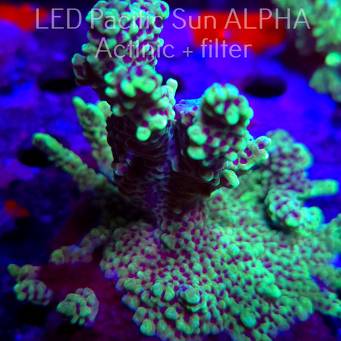 Montipora peltiformis (23.01.2025)  9cm