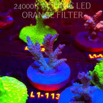 Acropora RED PLANET ULTRA AUSTRALIA (02.08.2026) L1-113  6cm