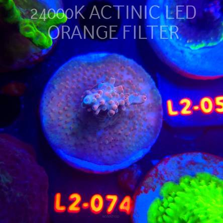 Acropora Jason Fox B33 BOMBER Acro (12.11.2025) L2-074  5cm