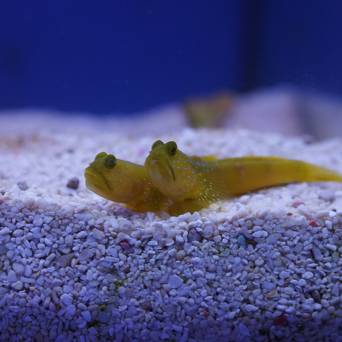 Cryptocentrus cinctus YELLOW 6cm (Yellow Shrimpgoby)