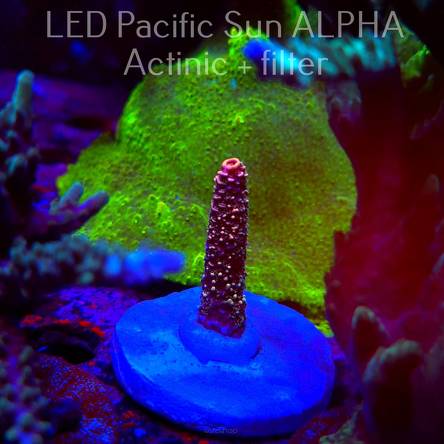 Acropora spathulata (02.02.2025) L3-III-6  5cm