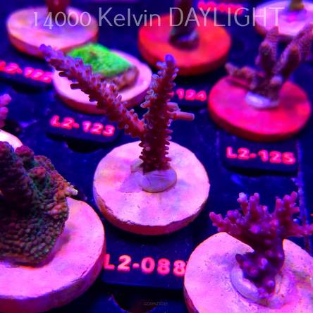 Acropora verweyi (14.08.2026) L2-088  8cm