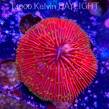  Fungia sp. (09.03.2025)