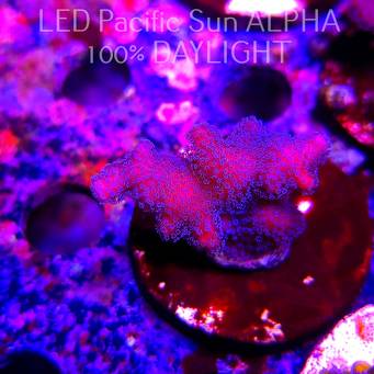 Pocillopora sp. FIJI PINK (23.01.2025)  4cm