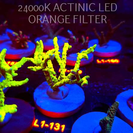 Anacropora WWC SLIMEBALL (02.08.2026) L1-131  7cm