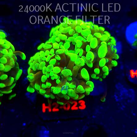 Euphyllia paraancora TWO TONE HOLOGRAM HAMMER (01.12.2025) H2-003