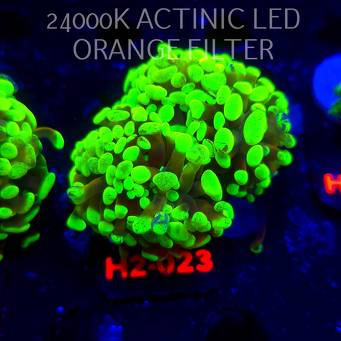 Euphyllia paraancora TWO TONE HOLOGRAM HAMMER (01.12.2025) H2-003