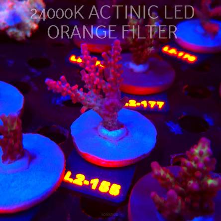 Acropora CEREALIS RED (14.08.2026) L2-155  6cm